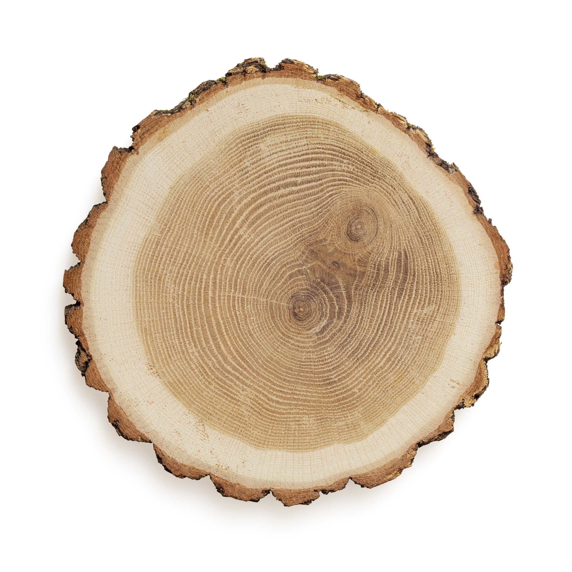 Some Common Types of Wood Used for Wooden Watches Making